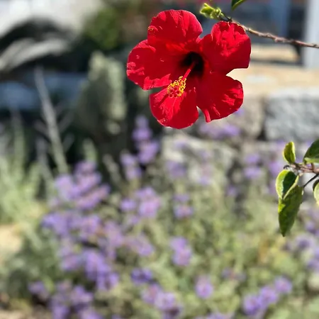 ホテル Margie Mykonos Mykonos Town