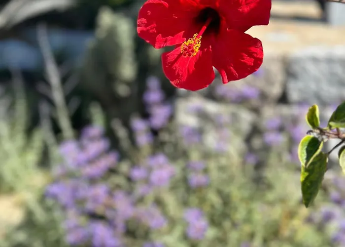 Szálloda Margie Mykonos Mykonos Town